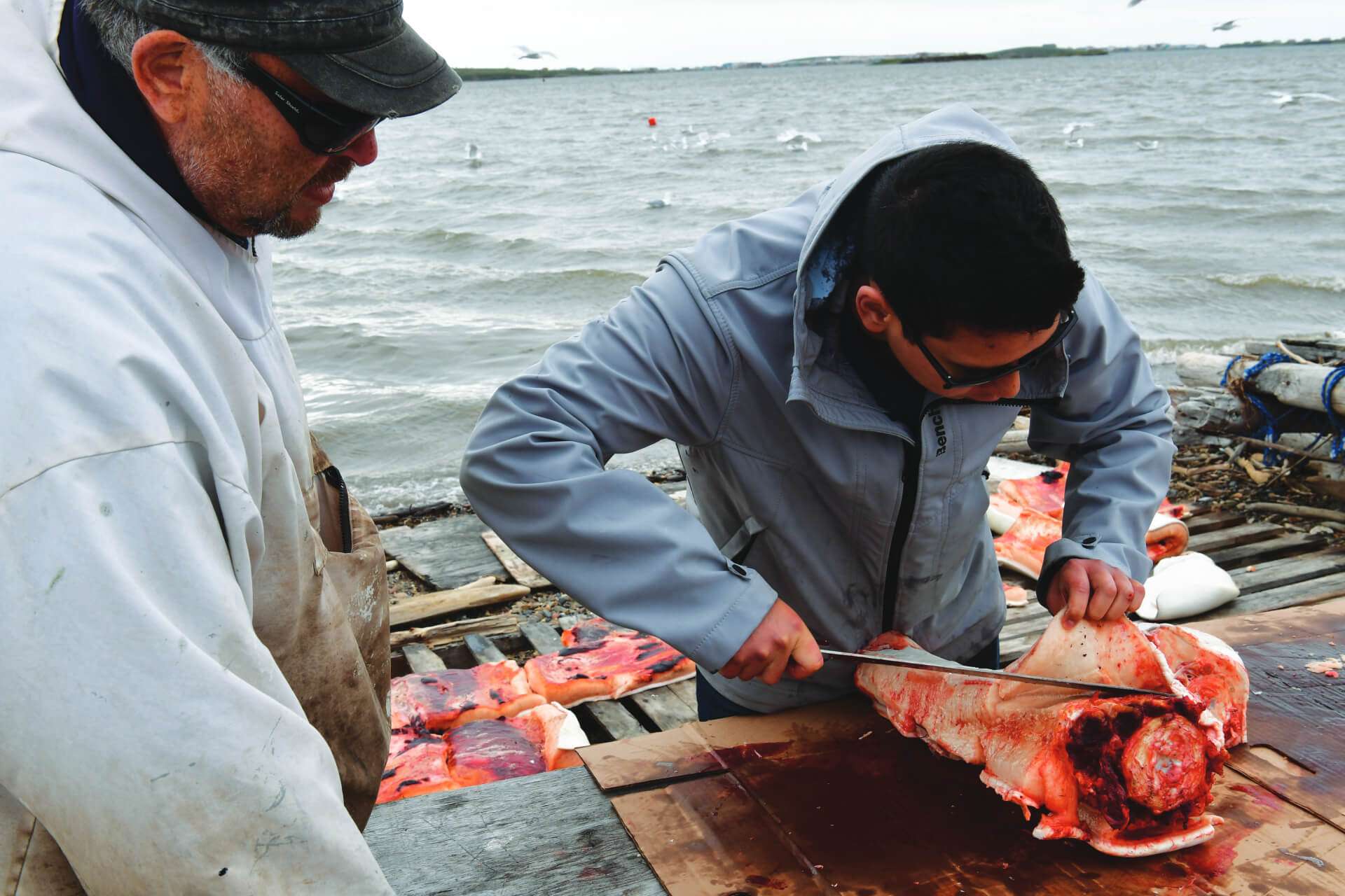 Charles Pokiak instructs his son, James Pokiak, on cutting a whale flipper to preserve it in whale oil (uksuk), with the ocean in the background.