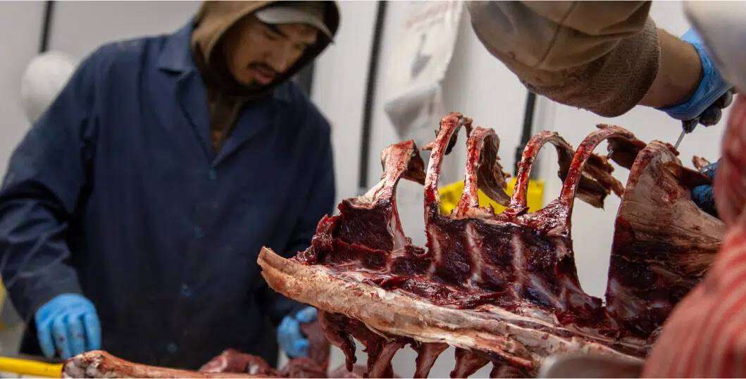 A person in protective clothing and blue gloves processes a large ribcage of freshly butchered meat, with another person working in the background. The focus is on the red, raw meat being handled.