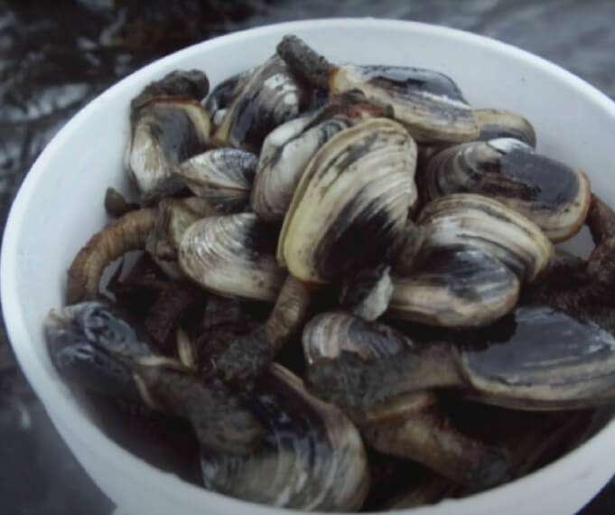 clams