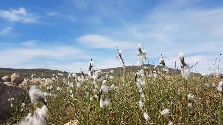 Field of Arctic cotton under a clear blue sky in the tundra